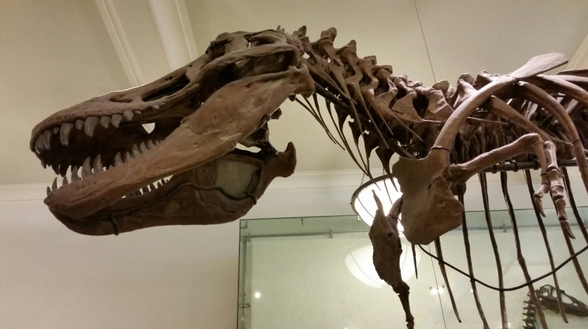 T Rex, tyrannosaurus Rex bones, fossil