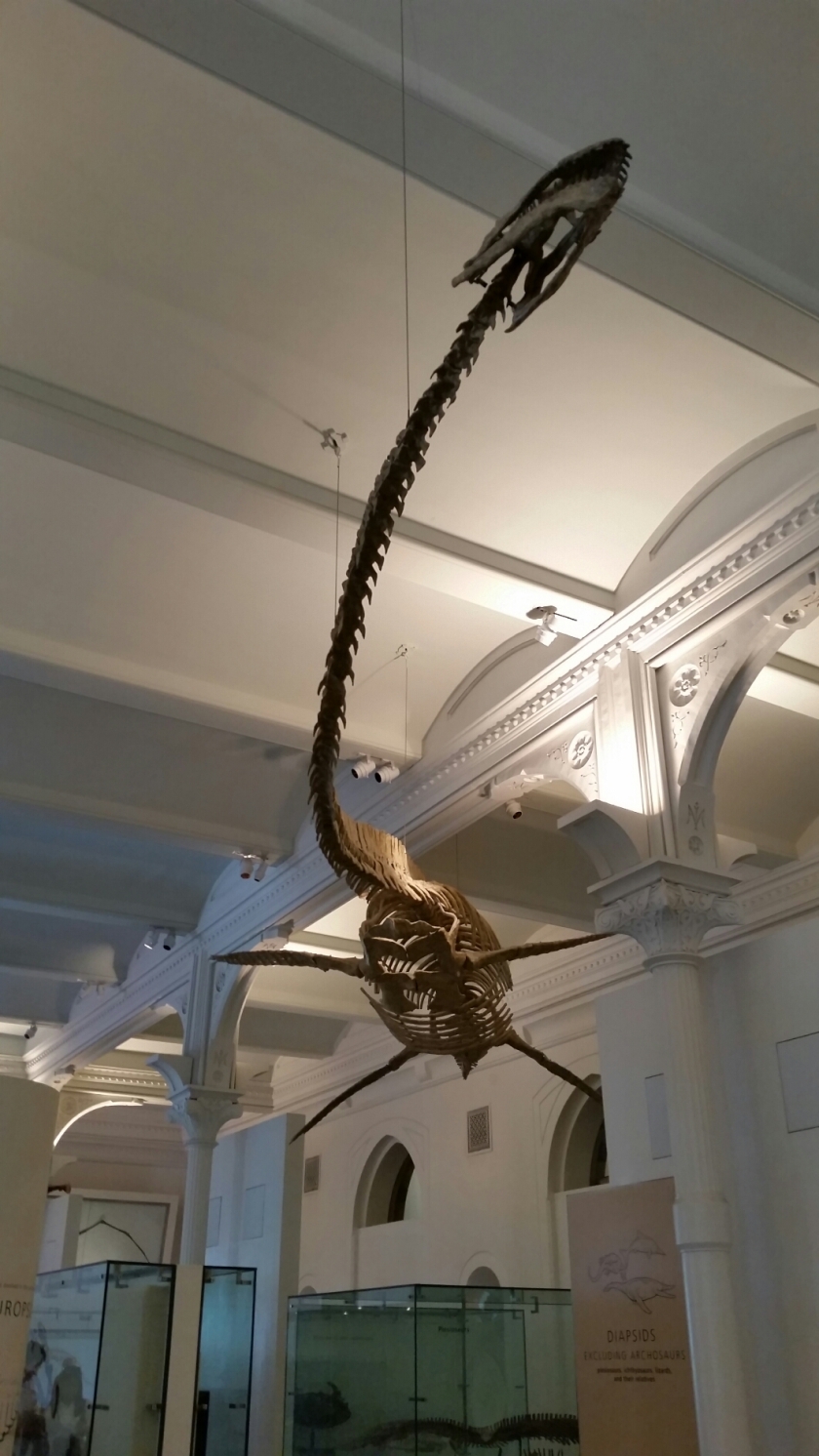 Big sea creature fossil, natural history museum