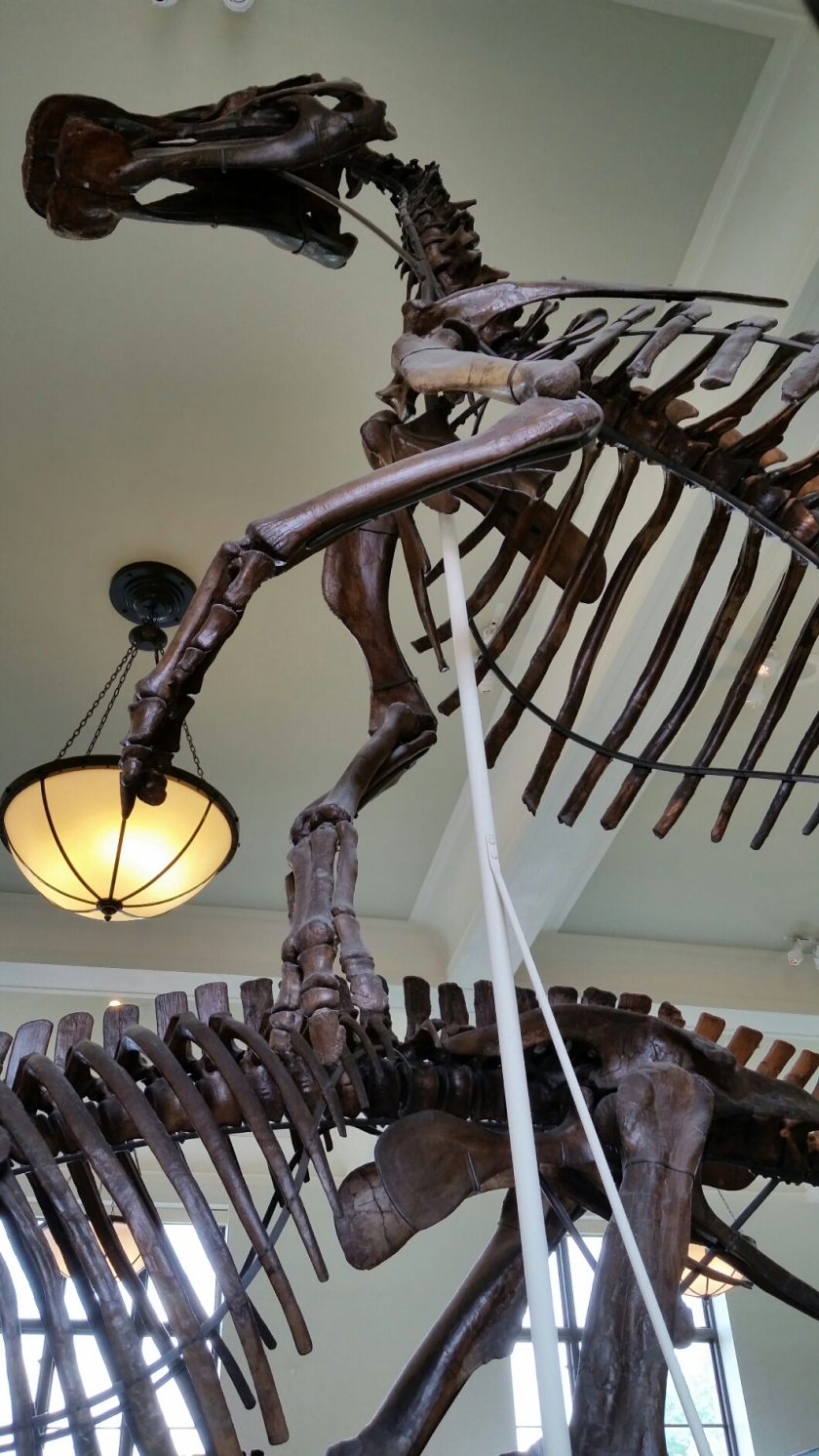 Hadrosaur fossil, natural History museum