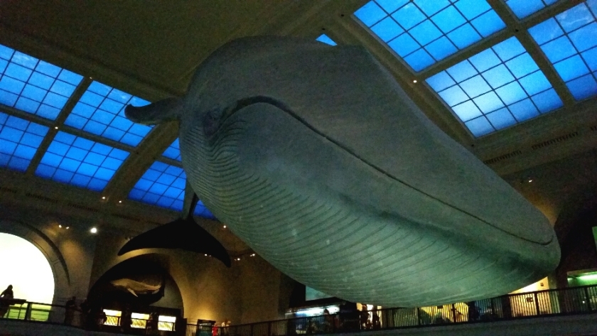Whale on ceiling at natural history museum